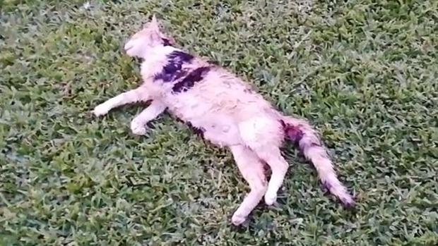 Atroz matanza de gatos en la Universidad de Jaén