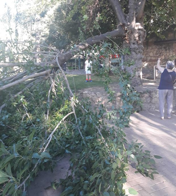 Alarma en el parque Juan Carlos I de Córdoba tras caerse una gran rama de un árbol cerca de una niña