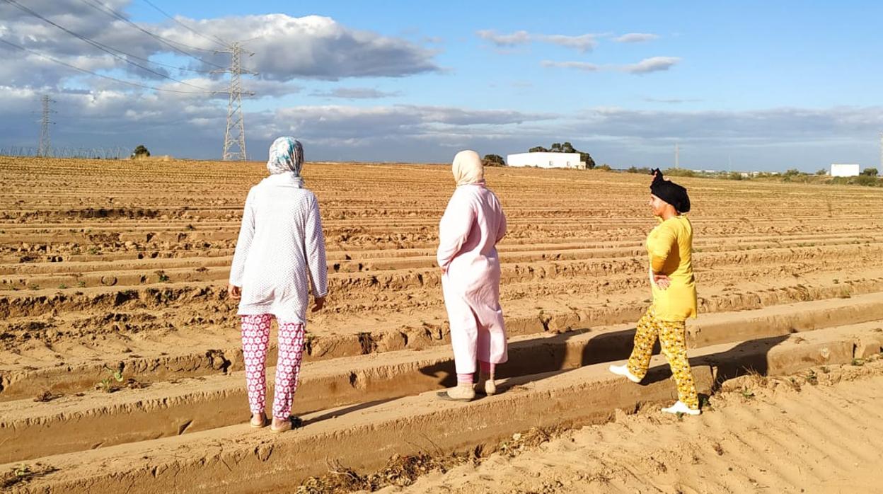 En la imagen se ve como la cosecha de fresas se ha acabado y los invernaderos están desmontados