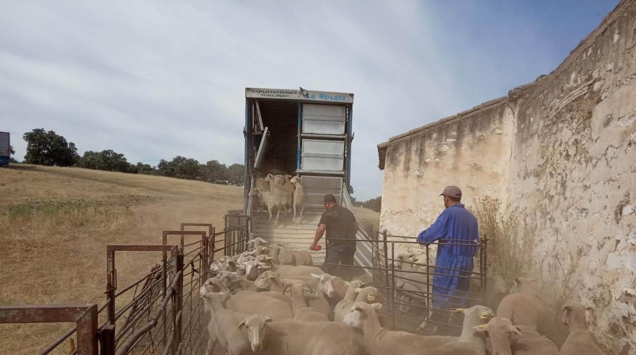 Pastores trashumantes embarcan sus ovejas en un camión para llevarlas desde Vilches a Aragón
