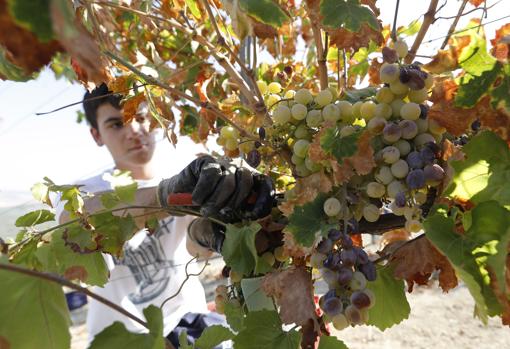 Un jornalero corta los racimos de uva en una finca de Montilla en 2019