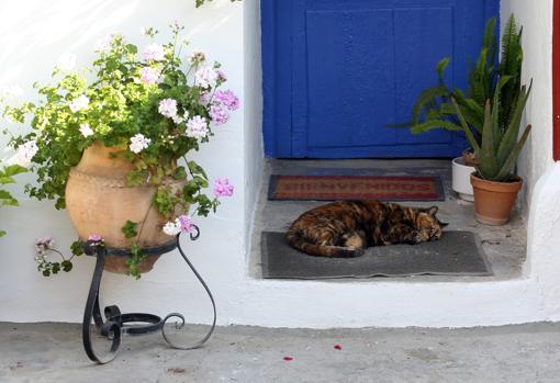 Un gato en el patio de la calle Marroquíes