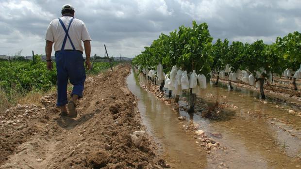 Las lluvias de primavera aseguran el suministro de agua para el riego en Córdoba este verano