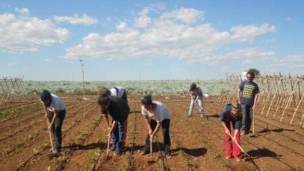 La Junta de Andalucía venderá Somontes, la finca símbolo de la reforma agraria en Córdoba