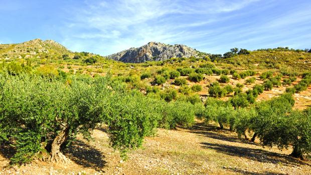 La «revolución verde»: una oportunidad para el crecimiento y el empleo en Andalucía