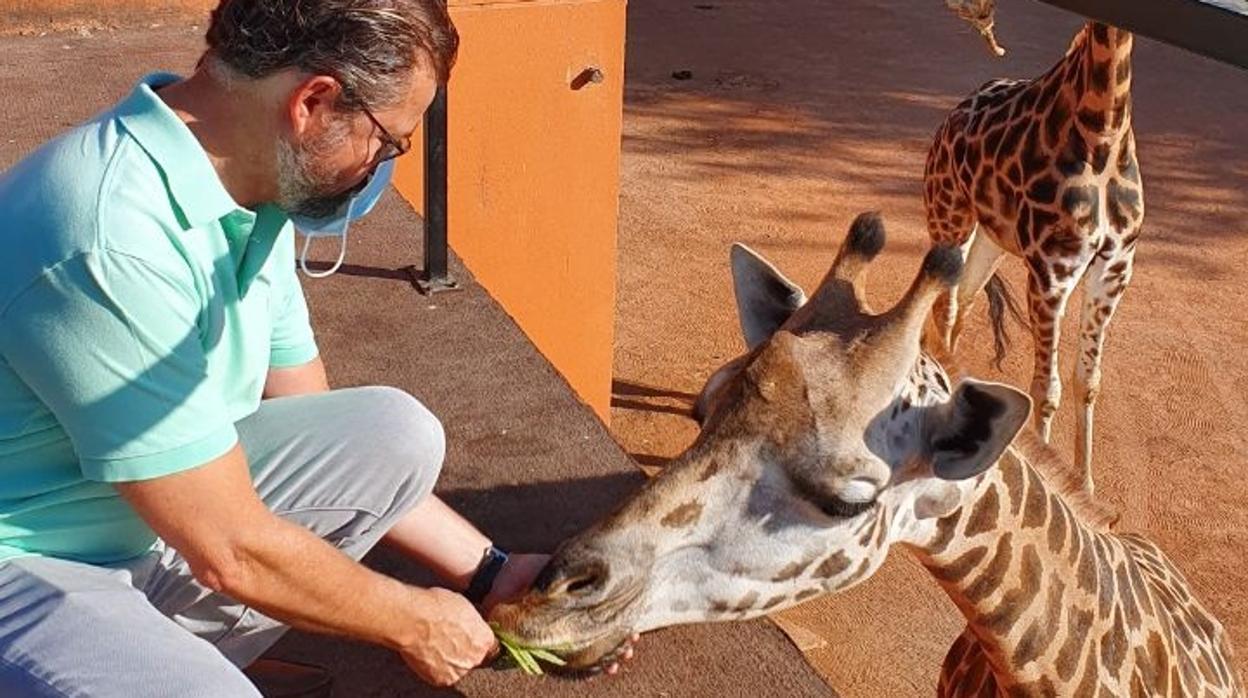 El teniente de alcalde de Infraestructuras, David Dorado, da de comer a una de las jirafas del Zoológico de Córdoba