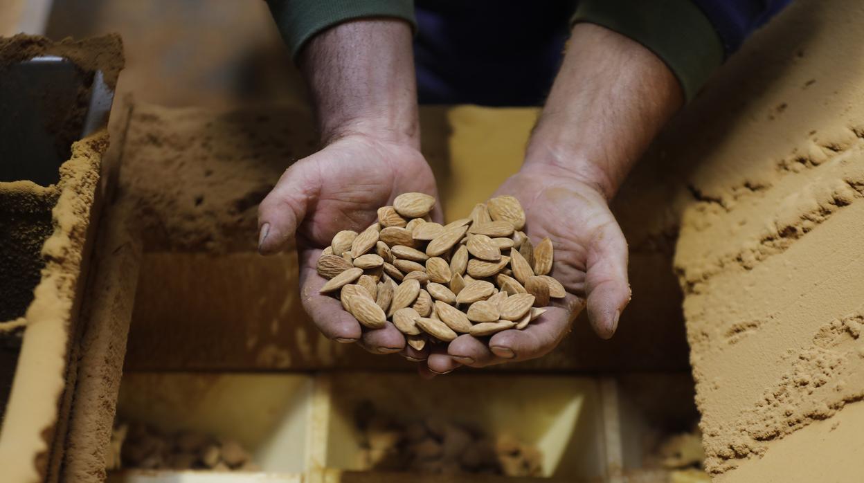 Almendras cultivas en Córdoba