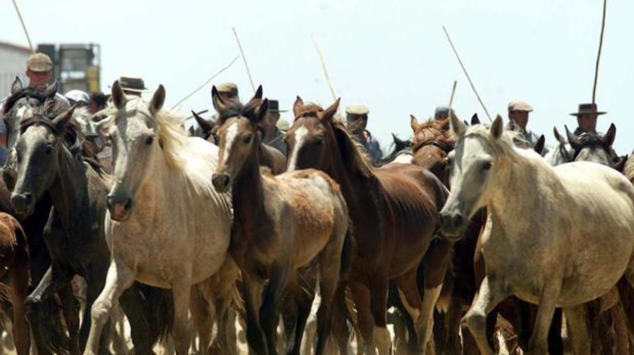 Recogida de las Yeguas de Hinojos