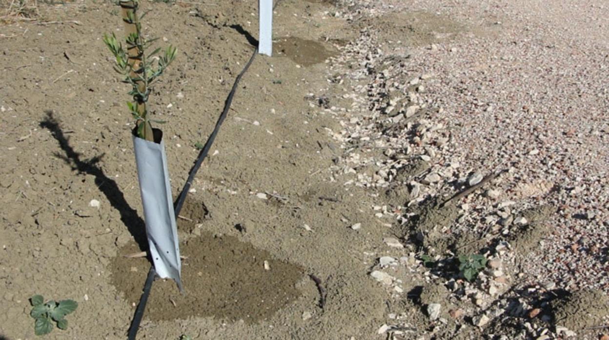 Riego por goteo con aguas regeneradas en una plantación de olivar en Montilla