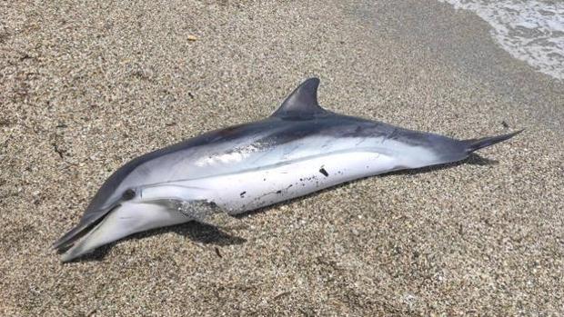 Encuentran a dos delfines varados con heridas cortantes en Almería