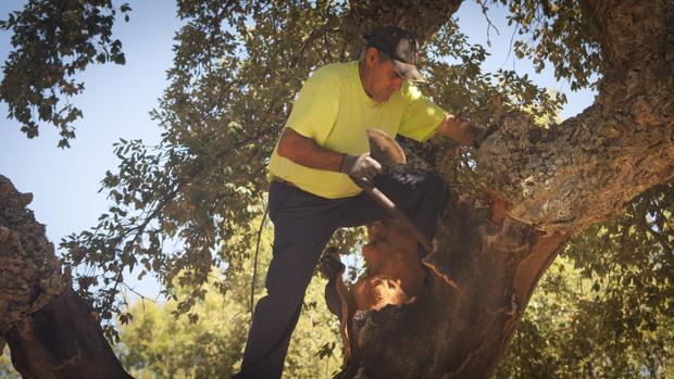 Agricultura impulsa escuelas del corcho en Villaviciosa y Villanueva del Rey