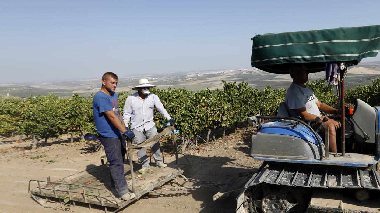 Recogida de uva para la confección del vino dulce PX de las Bodegas Hermanos del Pino en 2018