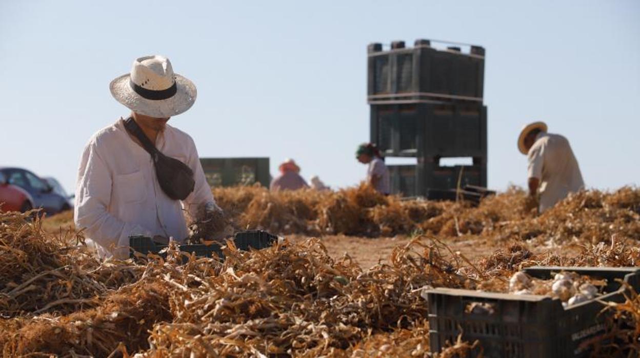 Campaña de recogida del ajo esta temporada en Santaella, el pasado mes de mayo