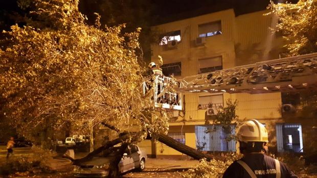 Secuelas de la tormenta en Córdoba: árboles caídos, cocheras inundadas, rescates y contenedores flotando