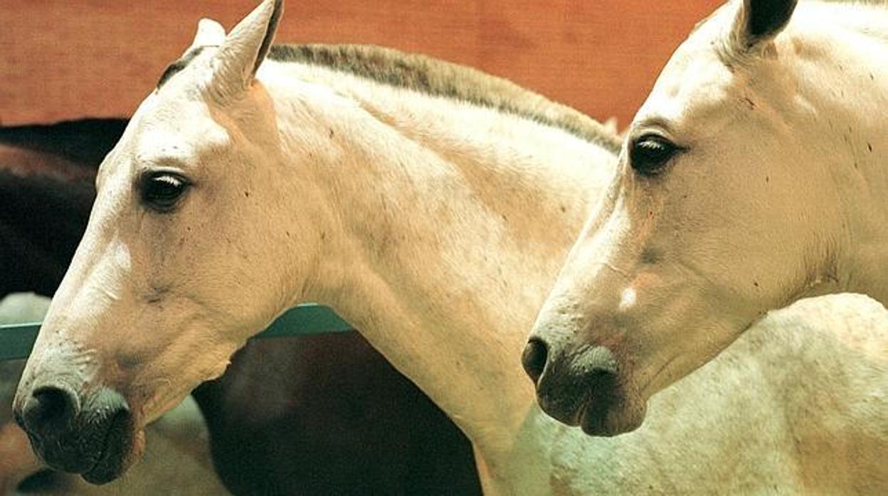 Los primeros animales contagiados con la fiebre del Nilo son dos caballos en Cádiz y Huelva