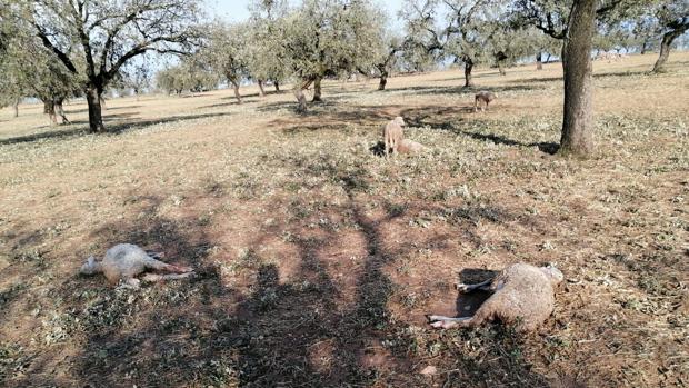 La virulencia del granizo mató a animales en el campo de Córdoba