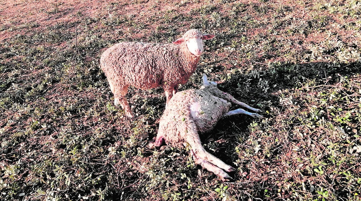 Asaja pide al Gobierno que dé ayudas a los ganaderos de los Pedroches por los daños de la tormenta