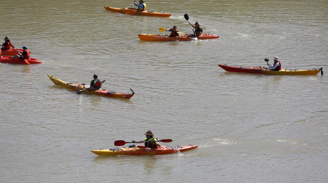 Varios piragüistas en el Guadalquivir