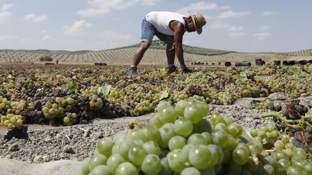 La vendimia Montilla-Moriles mantiene sus previsiones pese al temporal