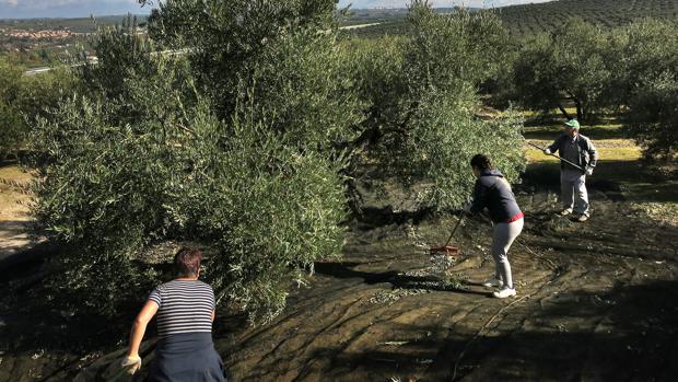 Las explotaciones con temporeros de Córdoba deberán contar con un plan propio «anticoronavirus»