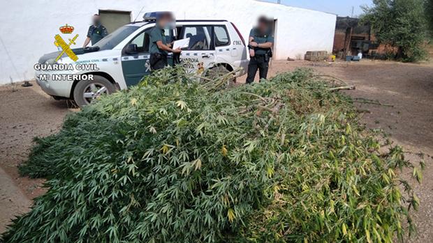 Desmantelan un cultivo ilegal con una decena de plantas de marihuana de más de 2 metros de altura