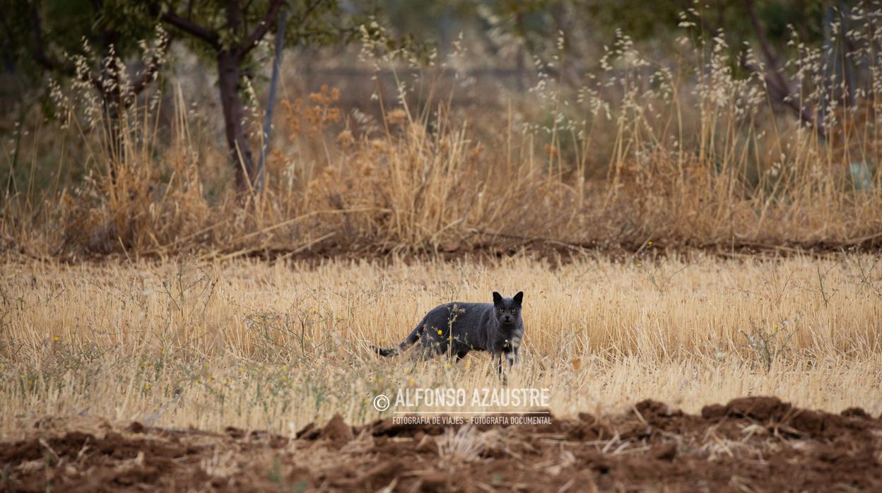 Gato fotografiado en la zona que rastrea la Guardia Civil en Ventas de Huelma