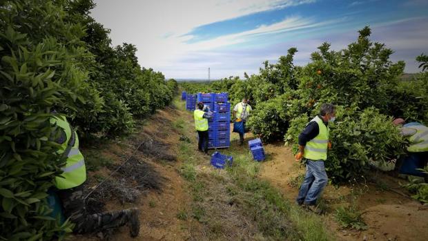 La Junta mejora las expectivas del sector de la naranja en Córdoba con un aforo de 378.000 toneladas