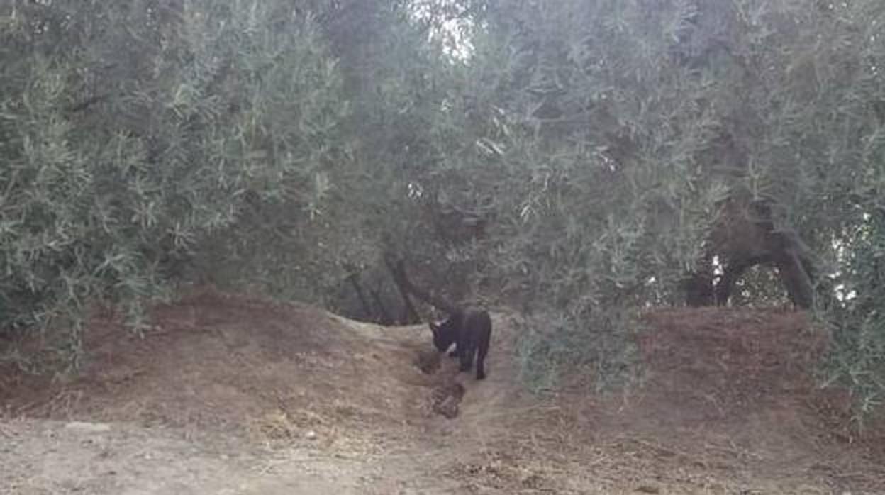 Fotografía de la supuesta pantera en un olivar de Ventas de Huelma y Ácula