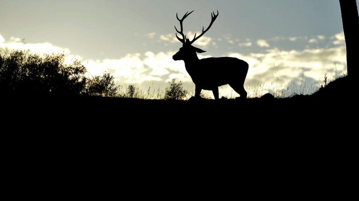 Un cierto de la Sierra Morena cordobesa en plena época de berrea