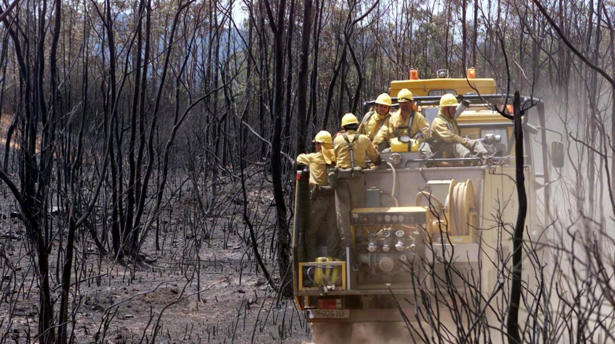 Bomberos del Infoca en la zona arrasada por el fuego