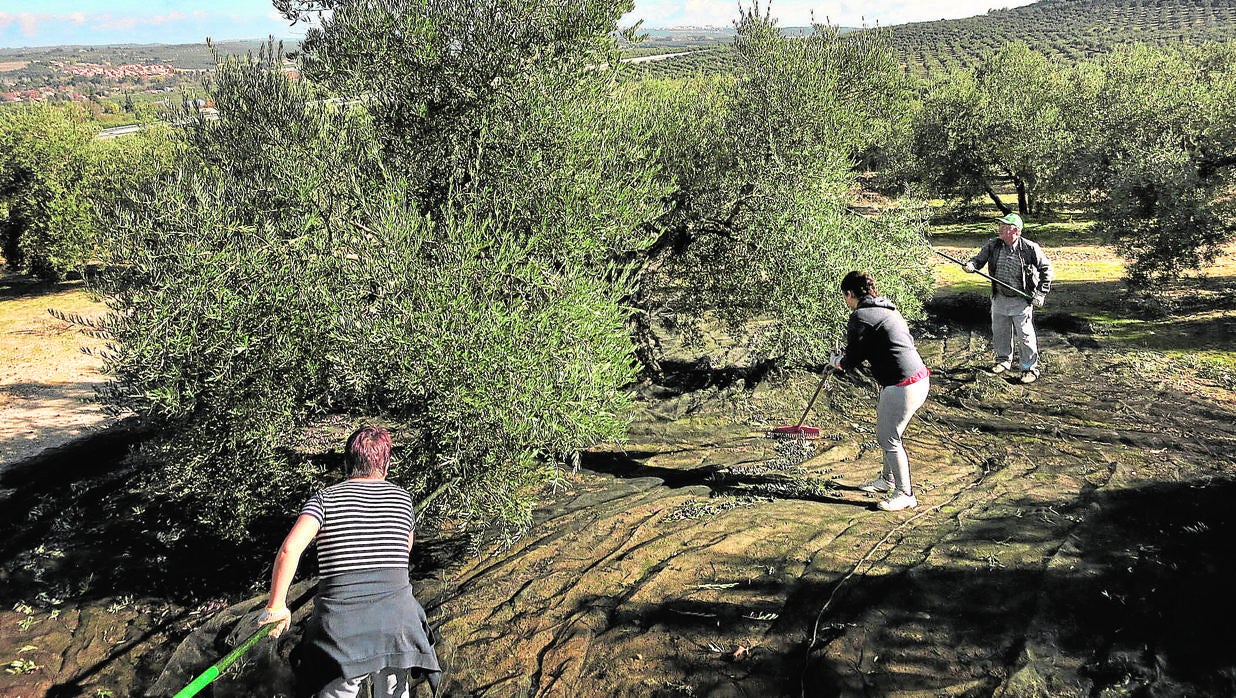 Jornaleros en la recolección de la aceituna