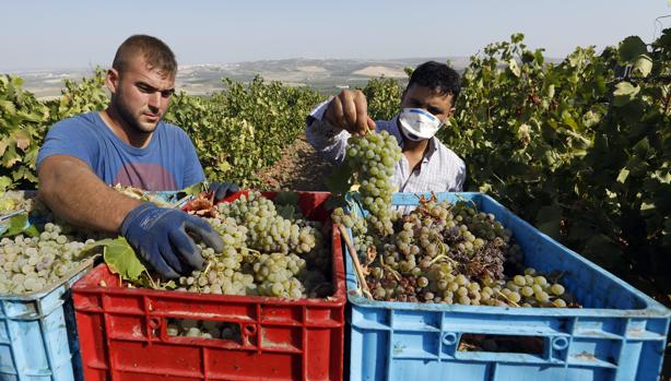 La vendimia Montilla-Moriles acaba con menos producción y una caída del 15% en los precios