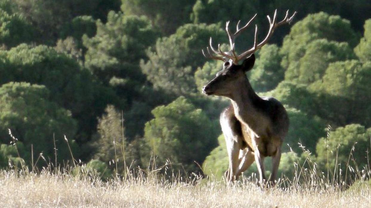 Un venado en un paraje de Sierra Morena