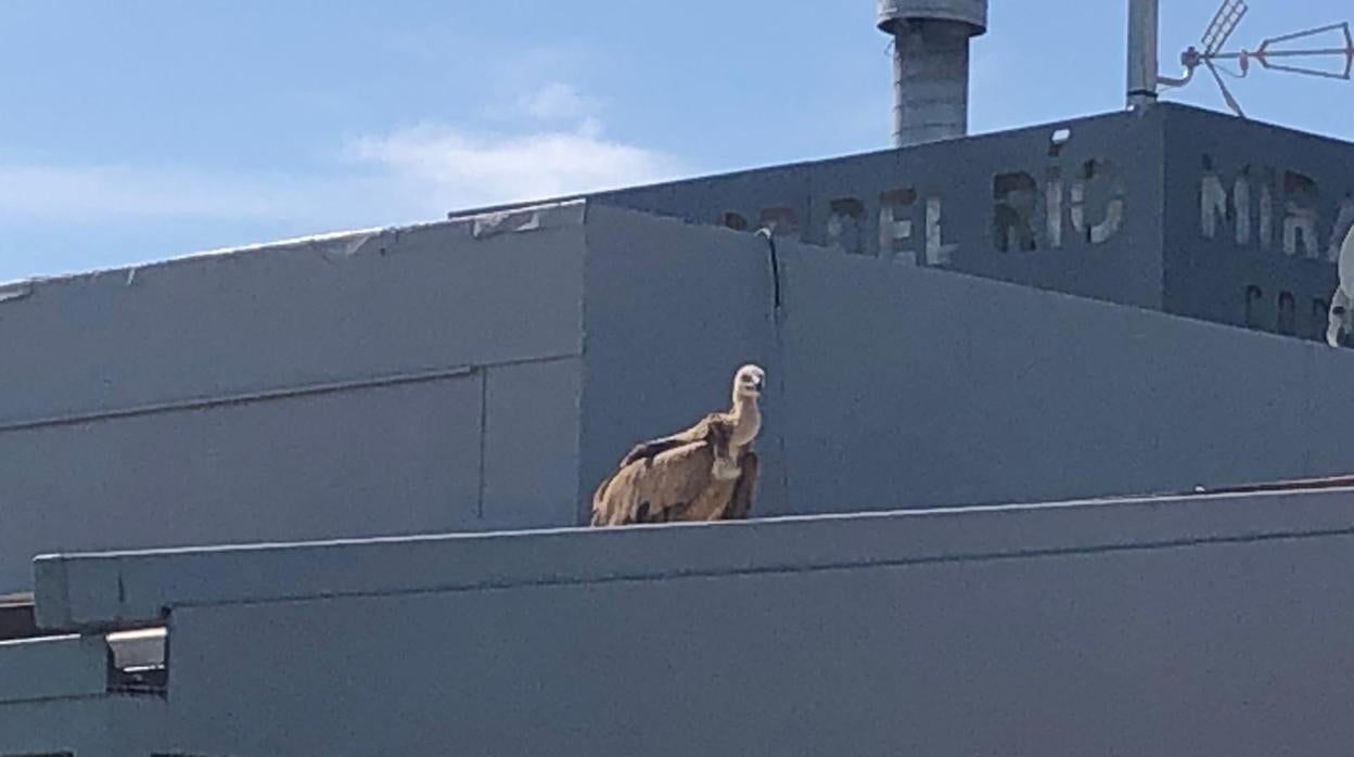 El buitre leonado ha aparecido en el tejado del restaurante Mirador del Río en la Ribera