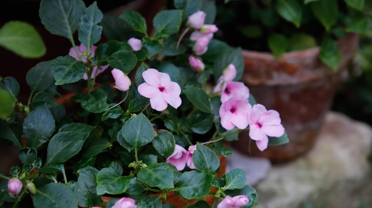 Detalle de una de las flores de un patio de Córdoba