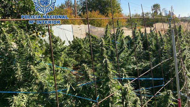 La Policía Nacional se incauta de más de 100 kilos de marihuana y desmantela tres plantaciones en Córdoba