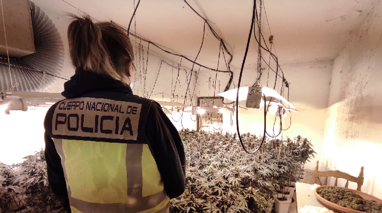 Plantación de marihuana incautada en la antigua venta, una de las históricas de Málaga