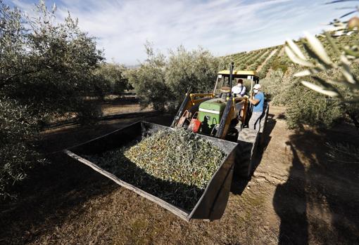 Transporte de la aceituna a un remolque