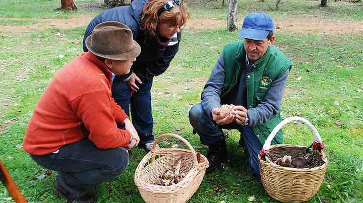 Tres personas en la recogida de la seta en Huleva