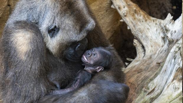 El primer gorila andaluz nace en Fuengirola