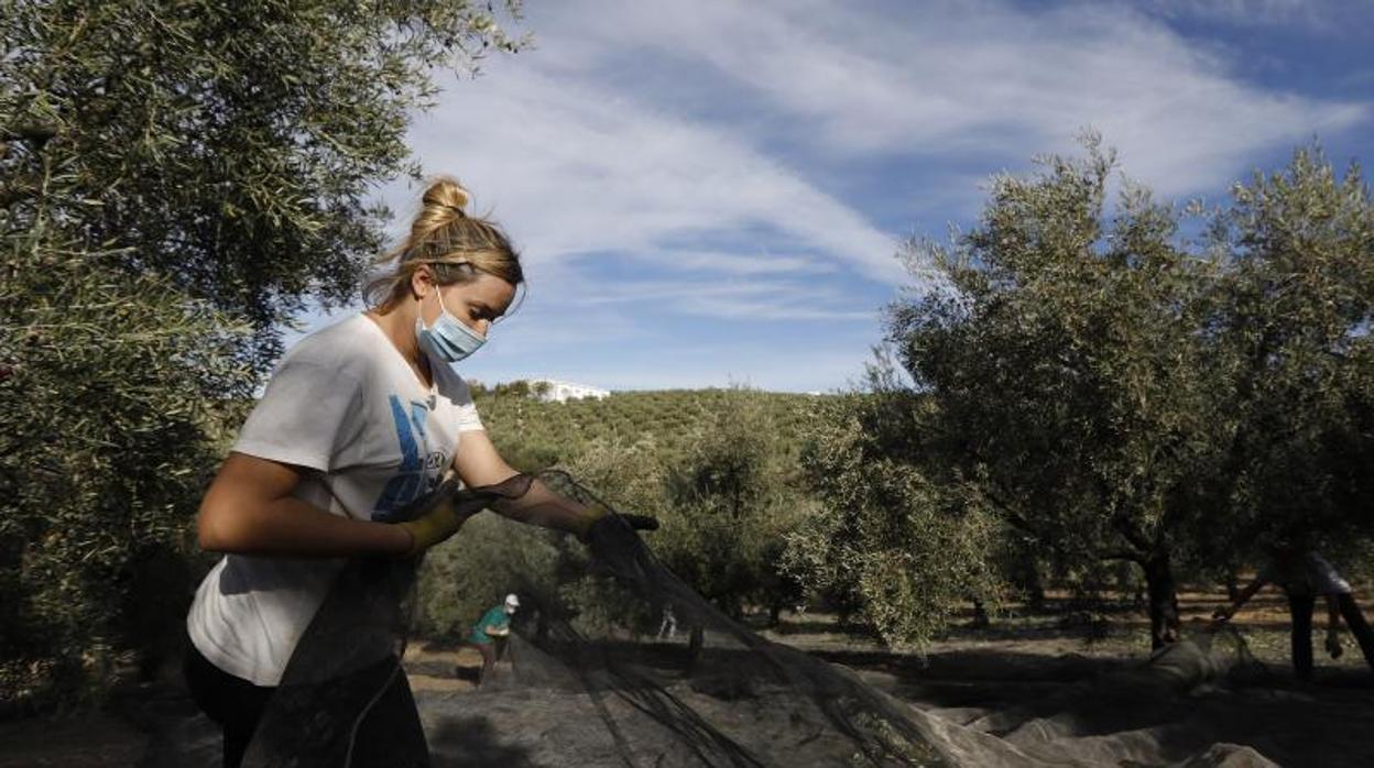 Campaña de la aceituna de este año en Montilla