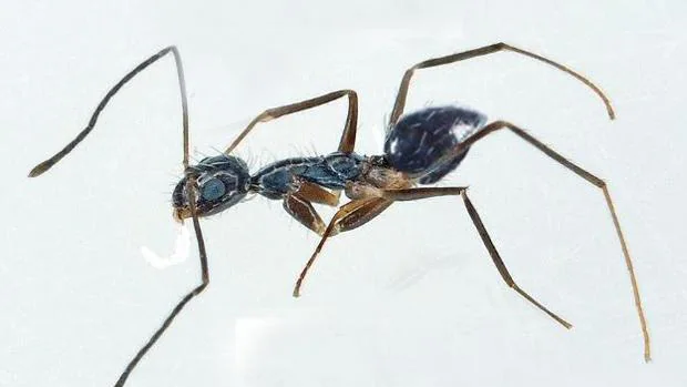 Depredadora y carroñera: así es la «hormiga loca» que ha invadido la Axarquía de Málaga