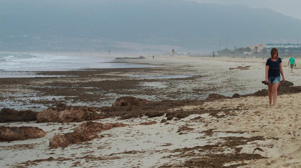 El alga invasora «rugulopterix okamurae» de origen asiático de la playa de Los Lances en Tarifa