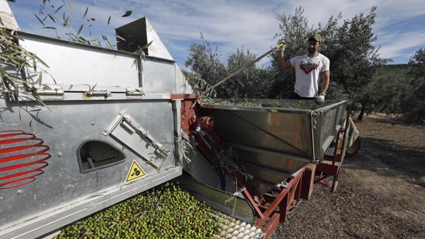 La cotización del aceite de oliva crece un 15% en la provincia de Córdoba y llega hasta 2,48 euros