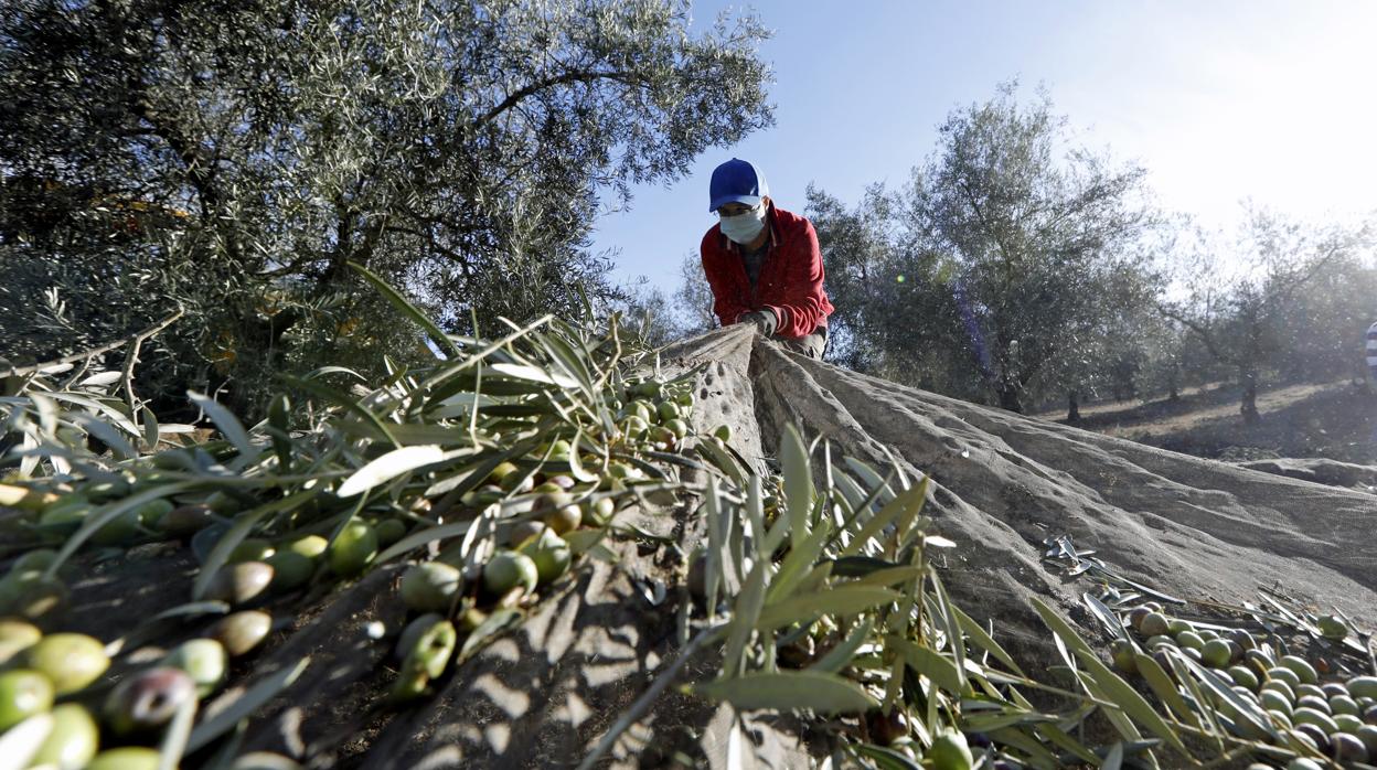 Recogida de la aceituna en Montilla