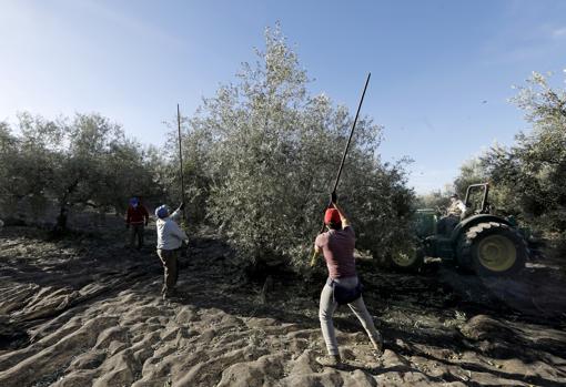 Dos trabajadores del campo vareando en un olivar de Montilla esta campaña