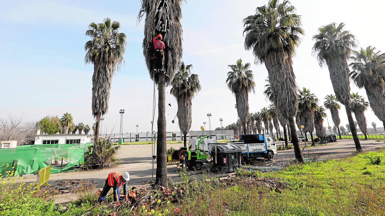 Un operario realiza labores de limpieza en la Ciudad Deportiva en febrero de este año