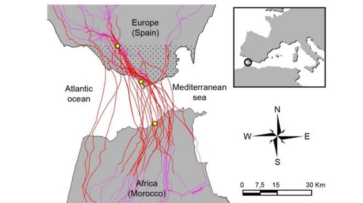 Mapa donde se señala por dónde cruzan las aves en dirección al Sahel cuando se instalan allí en invierno