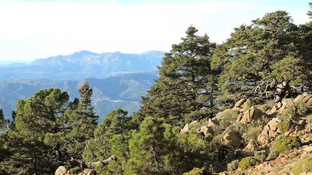 La Sierra de las Nieves, a un paso de ser Parque Nacional