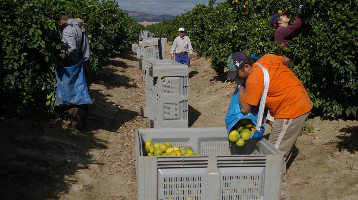 Recogida de cítricos en una finca de la localidad de Palma del Río